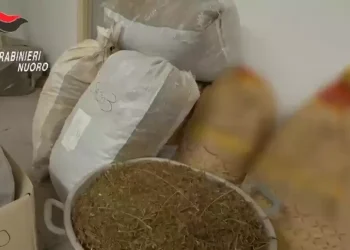 Nascondeva 200 kg di marijuana in casa, 50enne arrestato a Orotelli