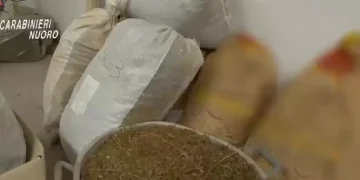 Nascondeva 200 kg di marijuana in casa, 50enne arrestato a Orotelli