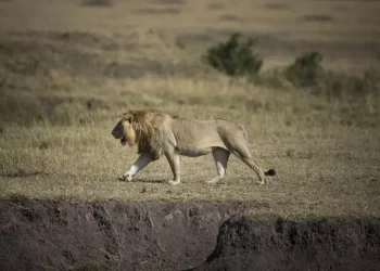 Tanzania, ‘dieci leoni morti avvelenati nella riserva patrimonio Unesco’