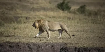 Tanzania, ‘dieci leoni morti avvelenati nella riserva patrimonio Unesco’