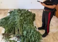 Piantagione di cannabis sequestrata a Bultei, un arresto