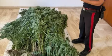 Piantagione di cannabis sequestrata a Bultei, un arresto