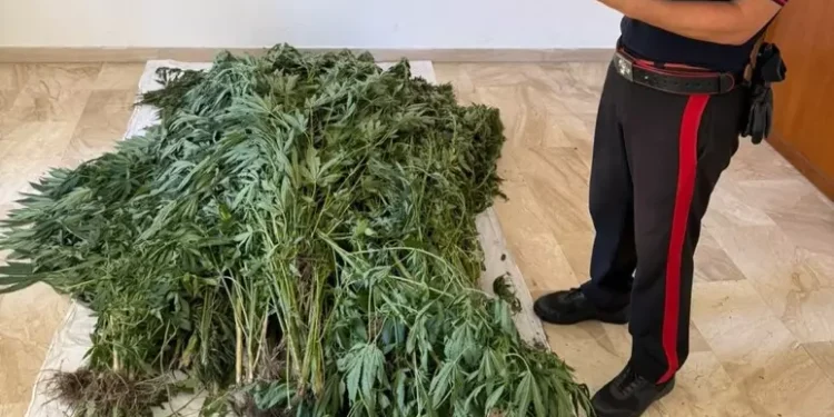 Piantagione di cannabis sequestrata a Bultei, un arresto