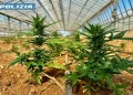 Nel Cagliaritano una serra con 9mila piantine di marijuana, due arresti