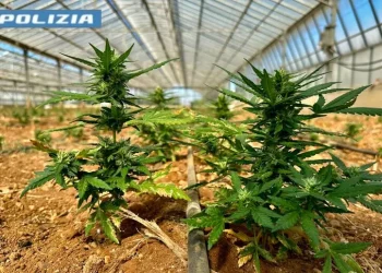 Nel Cagliaritano una serra con 9mila piantine di marijuana, due arresti