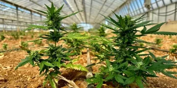 Nel Cagliaritano una serra con 9mila piantine di marijuana, due arresti
