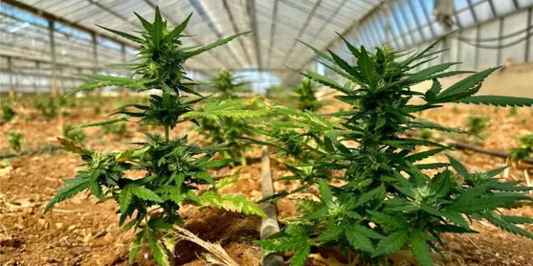 Nel Cagliaritano una serra con 9mila piantine di marijuana, due arresti