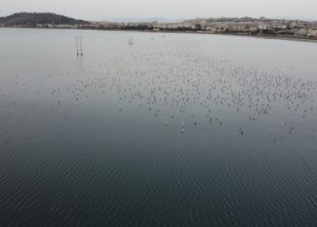 Nidificazione 2026: Fenicotteri, a Molentargius successo riproduttivo del 57%, il più alto degli ultimi dieci anni