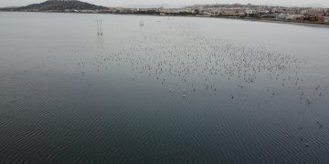Nidificazione 2026: Fenicotteri, a Molentargius successo riproduttivo del 57%, il più alto degli ultimi dieci anni