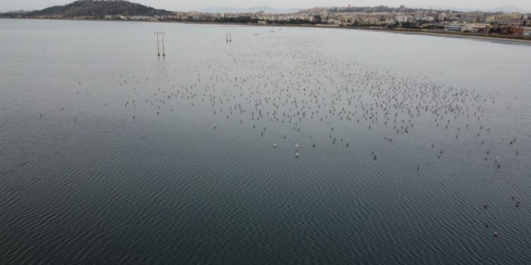 Nidificazione 2026: Fenicotteri, a Molentargius successo riproduttivo del 57%, il più alto degli ultimi dieci anni