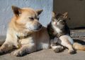 Sterilizzazione di cani e gatti, dalla Regione 1,5 milioni in tre anni