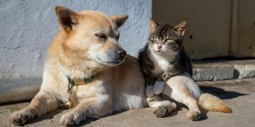 Sterilizzazione di cani e gatti, dalla Regione 1,5 milioni in tre anni