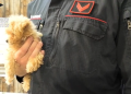 Vendevano cuccioli malati e morenti dell’Est Europa: 5 arresti per truffa a Napoli, sequestrati 4 negozi