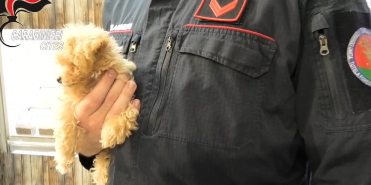 Vendevano cuccioli malati e morenti dell’Est Europa: 5 arresti per truffa a Napoli, sequestrati 4 negozi