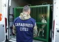 Verona, l’inferno dei beagle in laboratorio: denunciate 14 persone