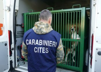 Verona, l’inferno dei beagle in laboratorio: denunciate 14 persone