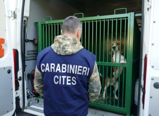 Verona, l’inferno dei beagle in laboratorio: denunciate 14 persone