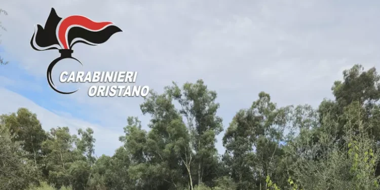 Piantagione di canapa a San Nicolò d’Arcidano, arrestato un 25enne