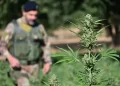 Sequestrate due piantagioni di marijuana con 3mila piante nel Nuorese