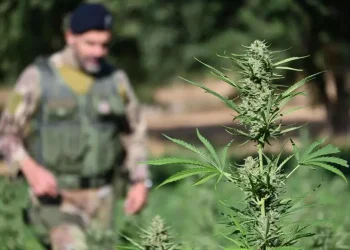 Sequestrate due piantagioni di marijuana con 3mila piante nel Nuorese