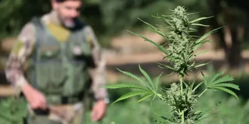 Sequestrate due piantagioni di marijuana con 3mila piante nel Nuorese