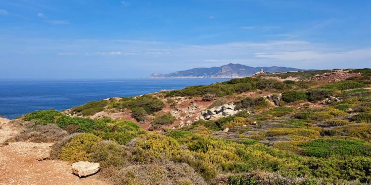 Alghero, l’agenzia Forestas dedica alla botanica Franca Valsecchi una gariga della foresta demaniale di Porto Conte