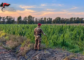 Piantagione di marijuana in Gallura, 4 arresti