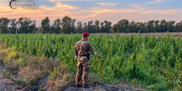 Piantagione di marijuana in Gallura, 4 arresti