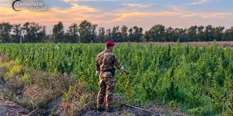 Piantagione di marijuana in Gallura, 4 arresti
