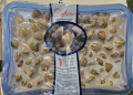 Richiamate vongole per un parametro microbiologico non conforme